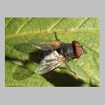 Phasia obesa - Raupenfliege w01.jpg